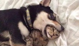 二狗爆料黑料视频,揭秘黑料视频背后的惊人真相