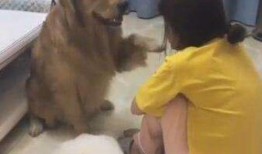 娱乐吃瓜酱小狗安慰,娱乐吃瓜酱的暖心安慰之道