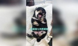 狗日子在线观看,在线观看，温情满满的家庭生活记录