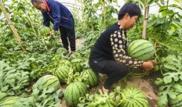 最新吃瓜爆料河北邢台,揭秘背后惊人真相