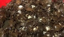 晶核最新版本爆料螺,螺元素全新玩法与进化解析