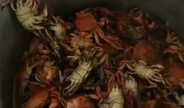 晶核最新版本爆料螺,螺元素全新玩法与进化解析