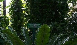 拓维2024龙年植物爆料视频,探寻新春生机盎然的植物奥秘