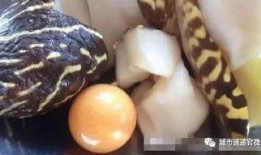 晶核最新版本爆料螺,螺元素全新玩法与进化解析