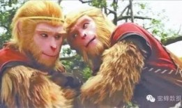 六儿猕猴爆料视频大全,揭秘幕后真相与趣味瞬间