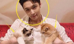 时尚圈博主爆料视频,潮流趋势背后的秘密