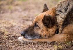 云南警犬爆料视频大全,忠诚守护，英勇瞬间大盘点