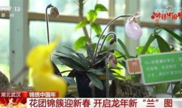 拓维2024龙年植物爆料视频,探寻新春生机盎然的植物奥秘