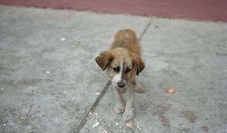 狗日子在线观看,在线观看，温情满满的家庭生活记录